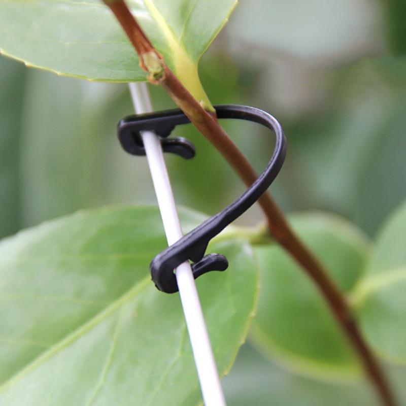 50PCS Viti di Fissaggio Legato - Gardening Tools For Vines recensione e prezzo