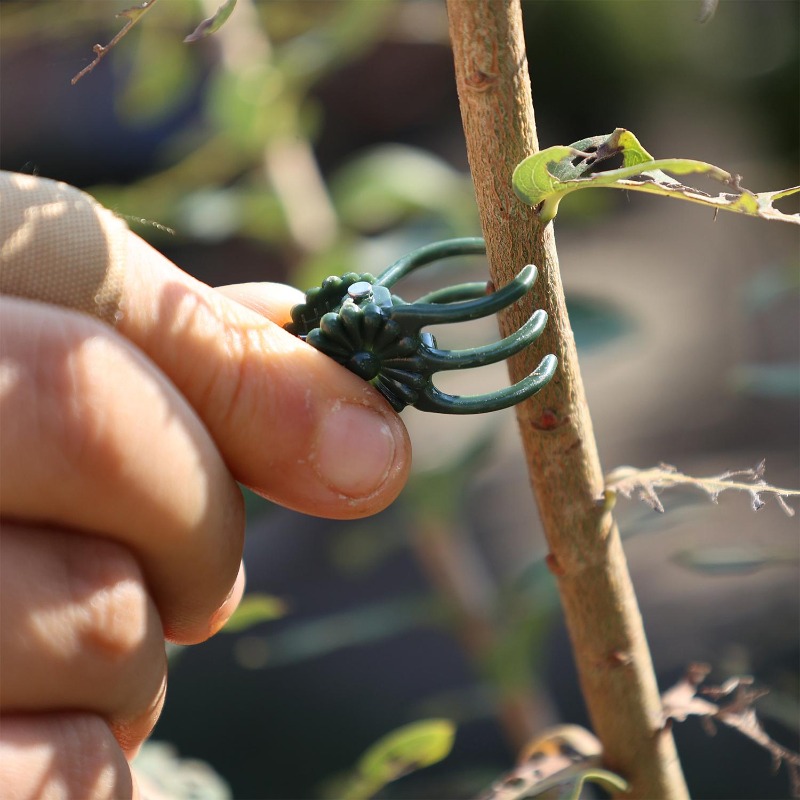 Clip di Supporto Mini per Pian - Gardening Tools Wholesale recensione e prezzo