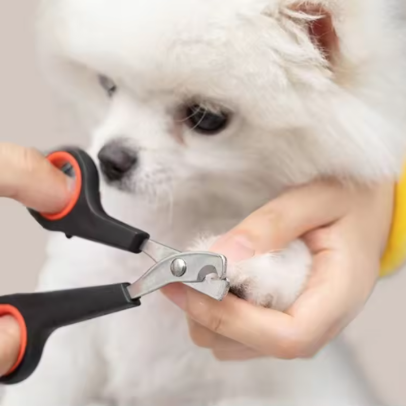 Forbici Tagliaunghie per Cani  - Gardening Tools Wholesale recensione e prezzo