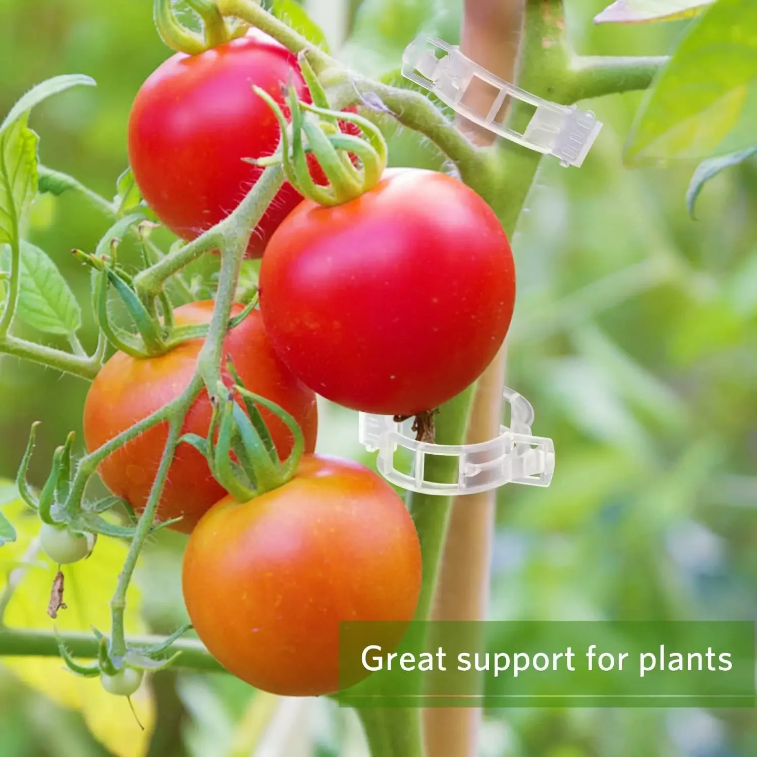Clip di Supporto per Piante Ri - Gardening Tools For Vines recensione e prezzo