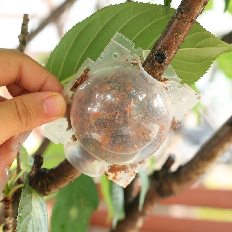 Sfere di Rooting Pod per la Di - Gardening Tools Organiser recensione e prezzo