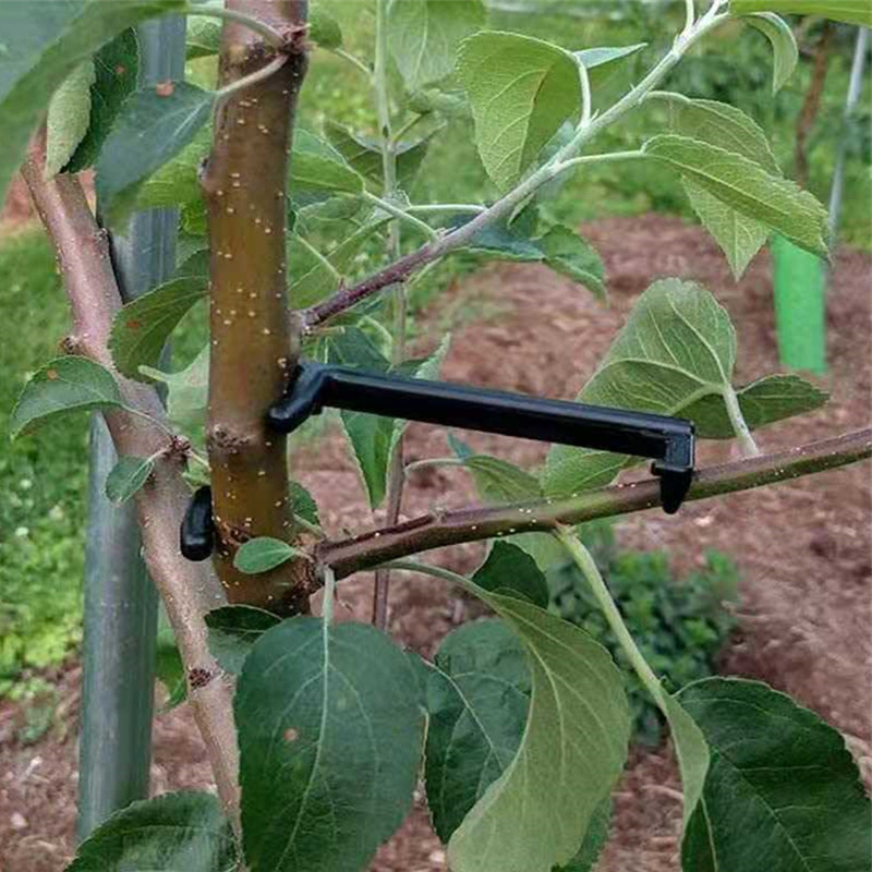 10-30 pezzi clip per alberi da - Gardening Tools For Vines recensione e prezzo