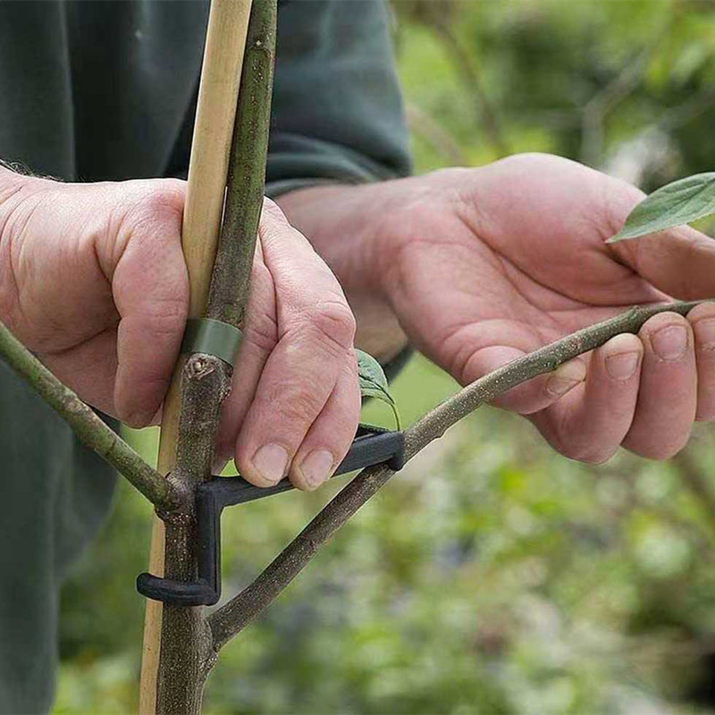 10-30 pezzi clip per alberi da - Gardening Tools For Vines recensione e prezzo